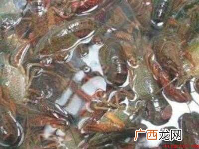 洗小龙虾怎么洗才干净