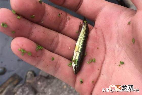 家里饲养黑鱼条件及注意事项 养黑鱼有什么忌讳