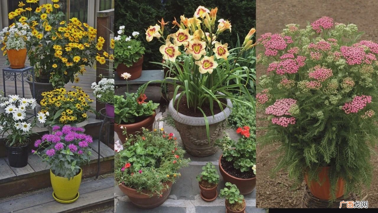 夏季开花灿烂的观赏花卉有哪些 夏天开什么花名字图片