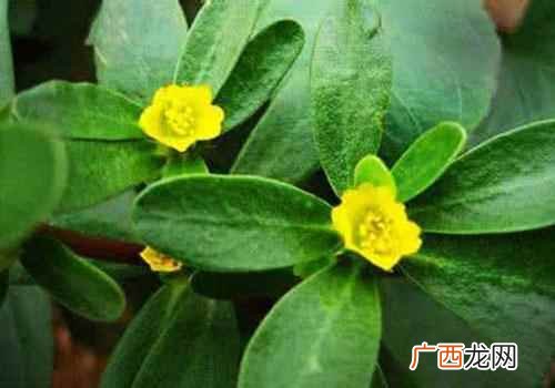 马齿苋提取物对孕妇有影响吗 马齿苋对孕妇有害吗