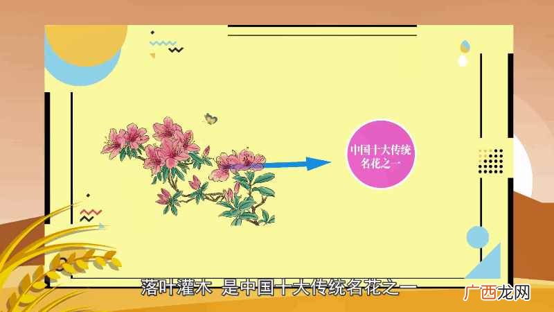 杜鹃花的另一种花语是节制欲望 杜鹃花语