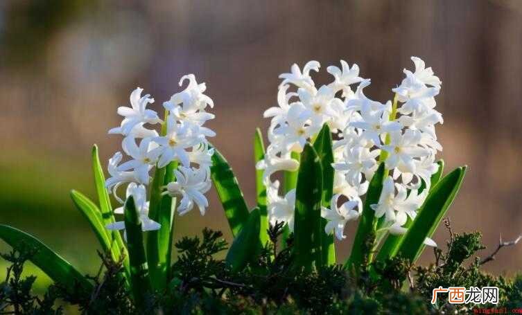 风信子花语是什么