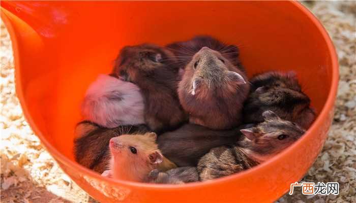鼠年梦到被老鼠咬是什么意思