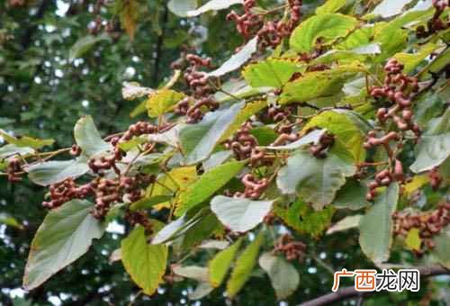 止渴除烦拐枣还具有生津止渴的功效 拐枣的功效与作用,拐枣的食用方法