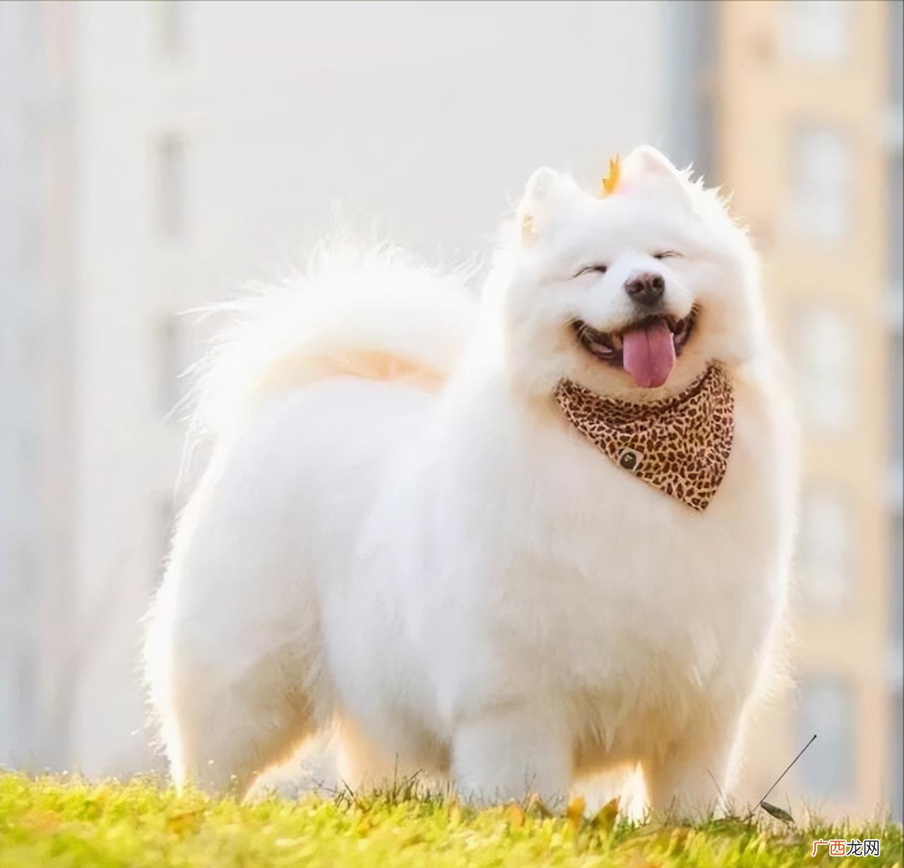 萨摩耶犬每月开销 养萨摩耶犬一个月费用大概多少钱