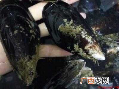 新鲜淡菜怎么处理
