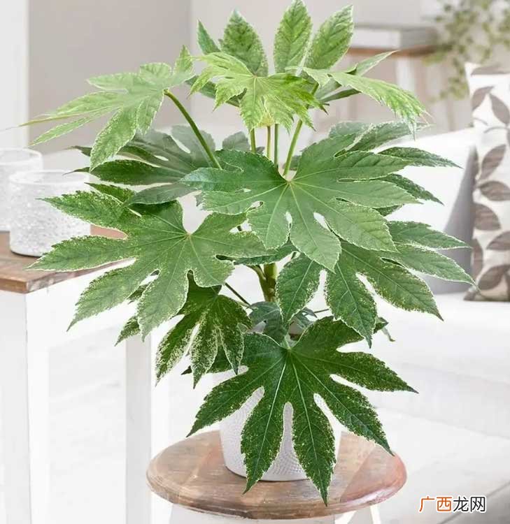 十种招财旺运绿植推荐 办公室最旺风水植物哪几种