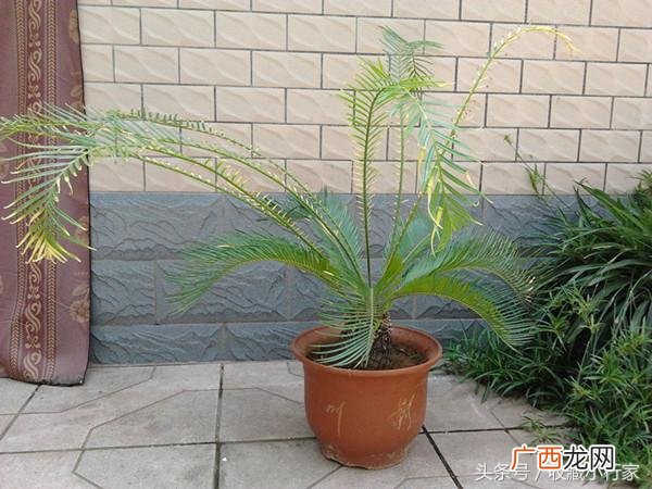 家里种铁树吉利吗，家中养铁树旺财又镇宅