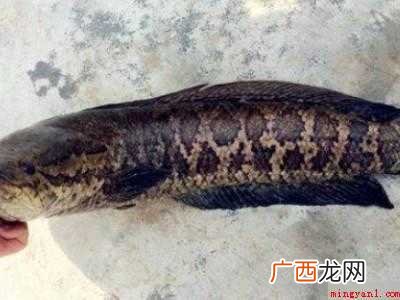 鱼身上的粘液怎么去除