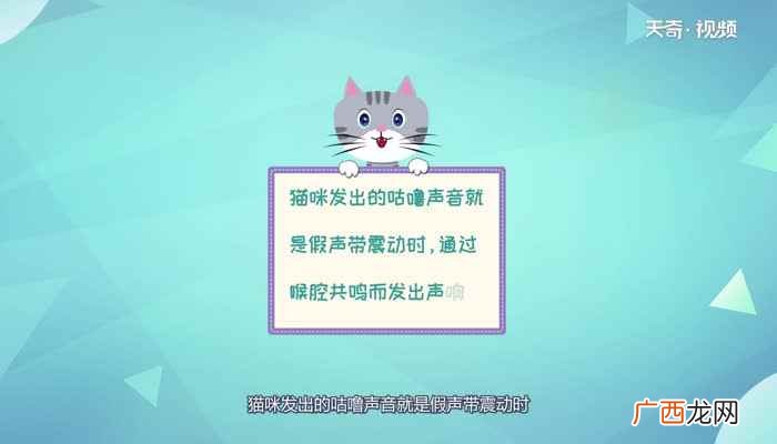 猫咪发出的咕噜声音 猫咪为什么会发出咕噜咕噜的声音