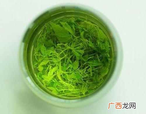 绞股蓝泡水喝的功效禁忌有哪些 绞股蓝泡水喝的功效禁忌
