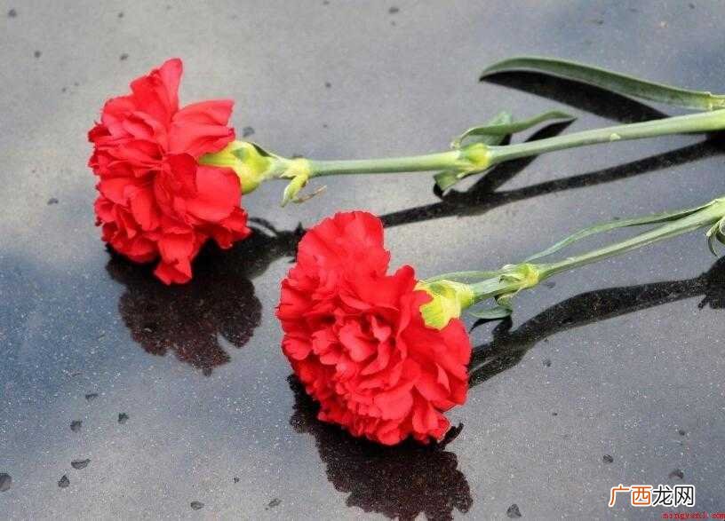 红色康乃馨代表什么意思