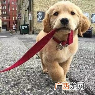 金毛犬真的好养吗 金毛的特点和性格