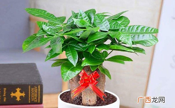 搬新家什么绿植吉利，乔迁新居寓意好的旺财植物盆栽