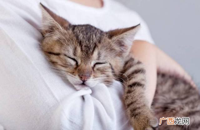 有三个主要原因 猫咪对主人有占有欲吗