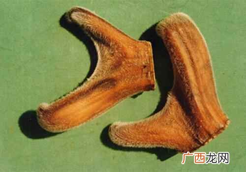 鹿茸的功效与作用是真的吗 鹿茸的功效与作用用量