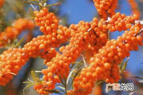 沙棘的功效与食用方法 沙棘的功效与作用及食用方法