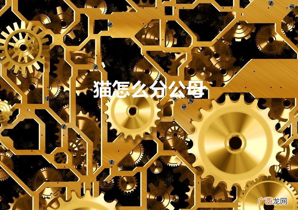 母猫公猫怎么分辨 猫怎么分公母