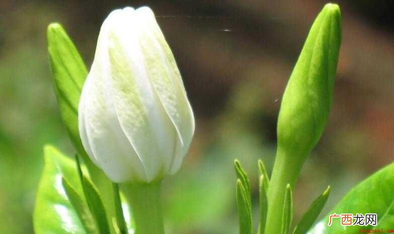 栀子花花语有哪些