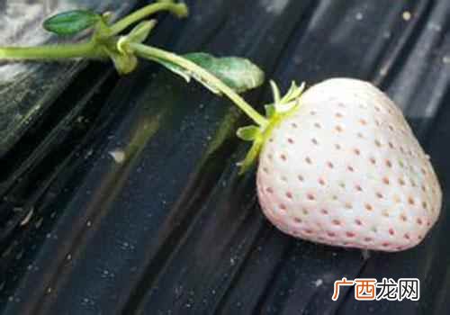 菠萝莓的营养价值与功效 菠萝莓的营养价值