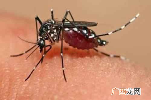 寨卡病毒什么症状 寨卡病毒是什么症状
