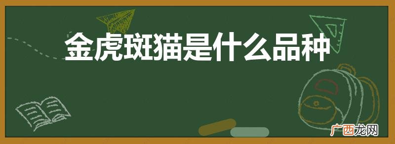 虎斑猫是名贵猫吗 金虎斑猫是什么品种