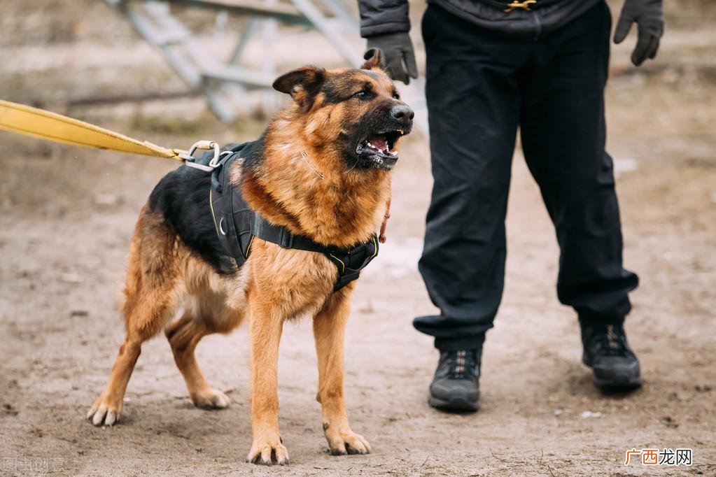 家里养德国牧羊犬要知道的6大缺点 德牧的致命缺点