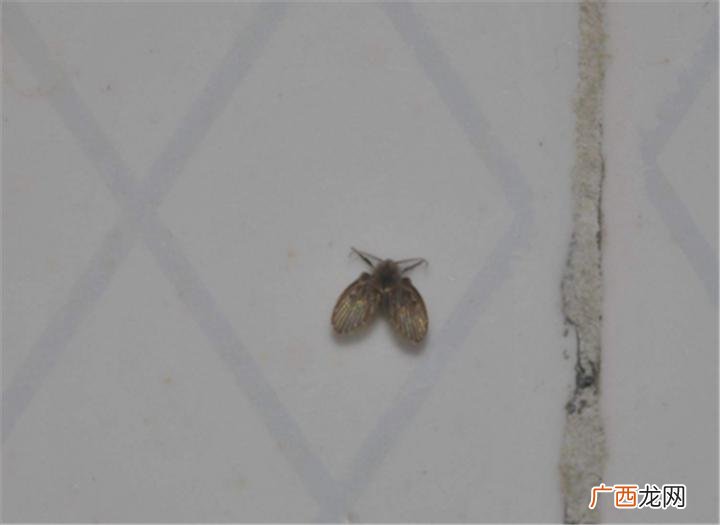 做到这2点就能彻底清除 为什么厕所有小飞虫什么原因