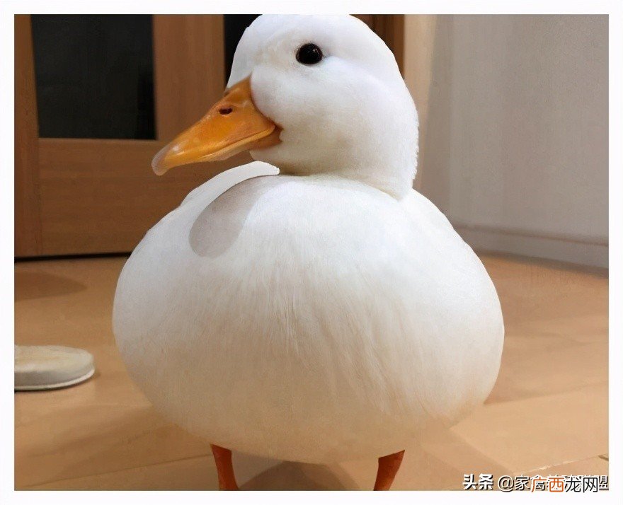 成年柯尔鸭多少钱一只 小鸭子认主人吗是什么品种