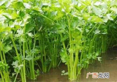 水芹菜的功效与作用及副作用 水芹菜的功效与作用