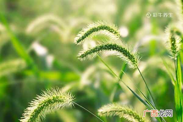 狗尾巴草的功效与作用