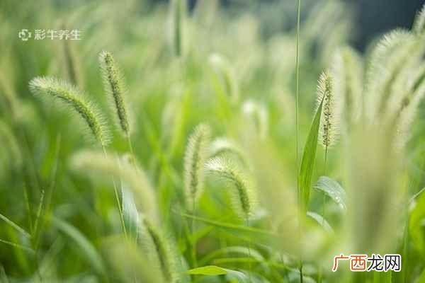 狗尾巴草的功效与作用