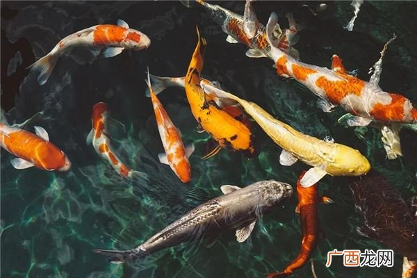 不同梦境征兆 梦见抓很多鱼是什么意思