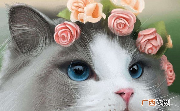 最旺财黑白花的猫 什么颜色的猫最旺财