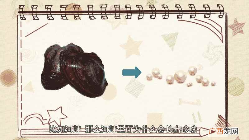 河蚌里面为什么会长出珍珠 河蚌里面为什么会长珍珠