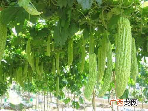 苦瓜怎么吃最好吃又简单 苦瓜怎么吃最好