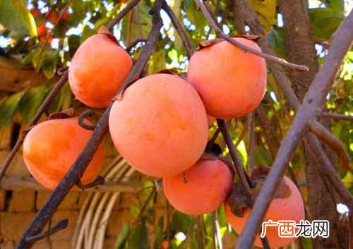 秋天吃什么最养生最好 秋天吃什么最养生