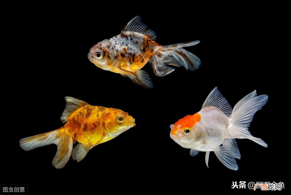 十大最好养的鱼 十大最好养的金鱼
