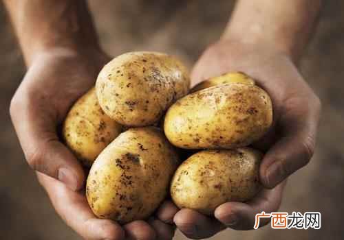 马铃薯淀粉和土豆淀粉有什么区别 马铃薯和土豆的区别在哪里