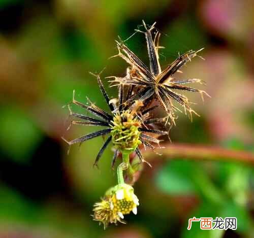 鬼针草图片 鬼针草的功效与作用