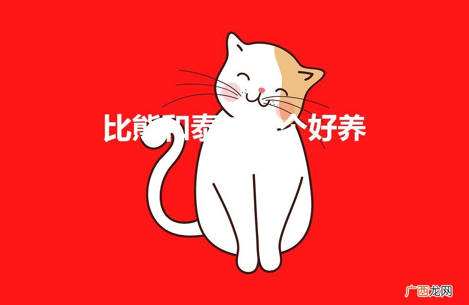 比熊和泰迪哪个好养（比熊和博美哪个好养)