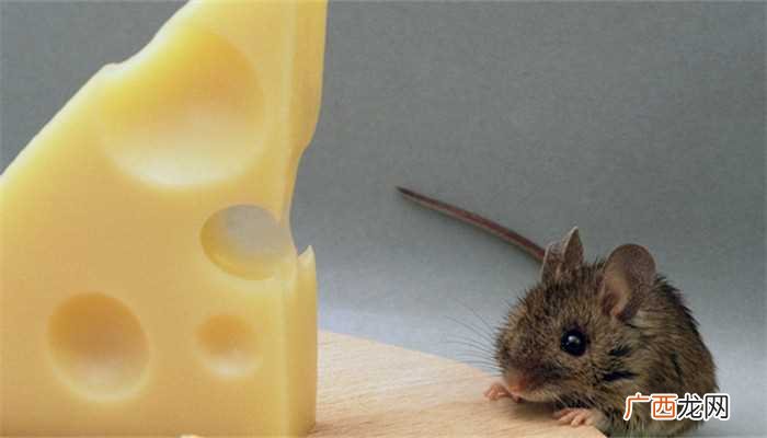 梦见打死一只大老鼠