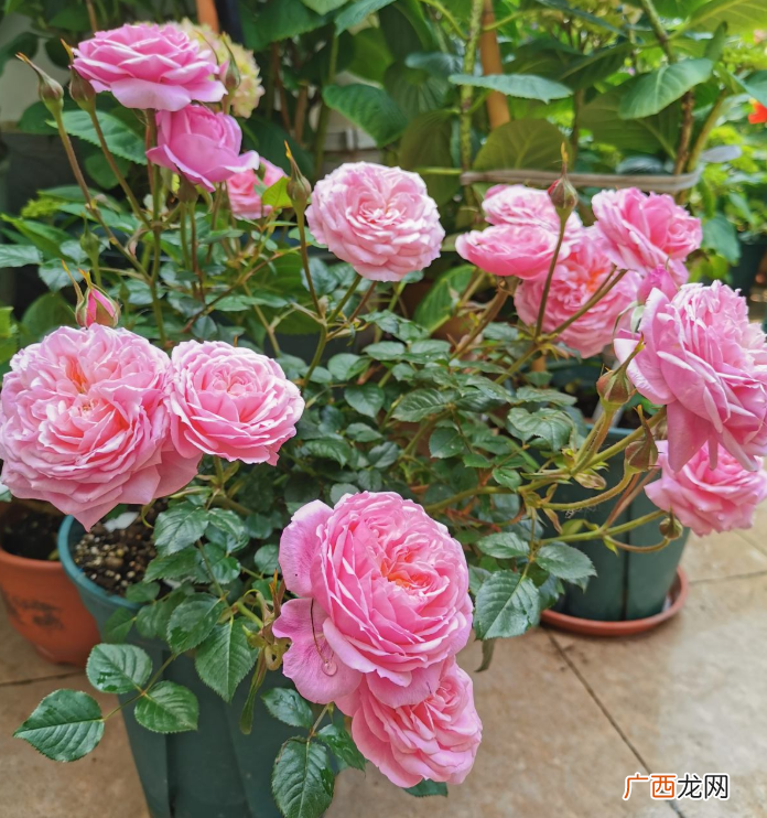 月季常见7大虫害详解 月季花的病虫害怎么防治方法