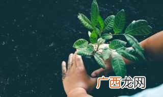 树苗浇水的注意事项 怎么栽树