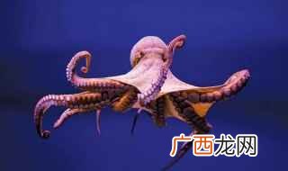 科学界已知的章鱼属中最大的一种学名叫Octopusapoll 世界上最大的章鱼