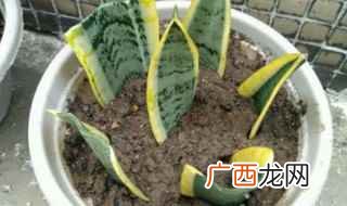 虎皮兰对肥的要求有哪些 虎皮兰的养殖方法及注意事项