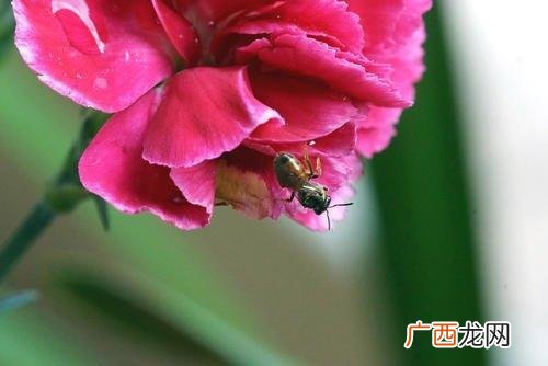 康乃馨表示母爱的花语含义 康乃馨的寓意和象征意义