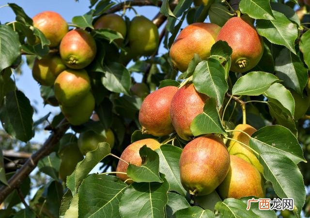 怎样培养和修剪梨树的结果枝组？  梨树修剪技术要点