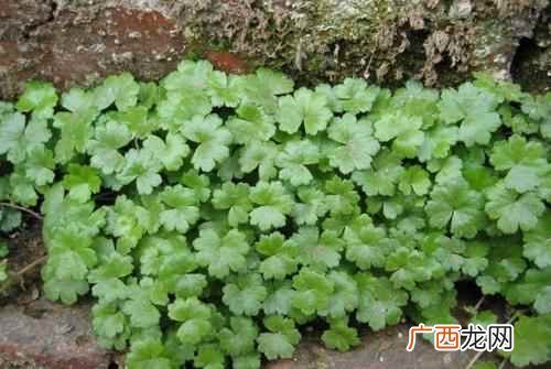 连钱草的功效与作用点 连钱草的功效与作用