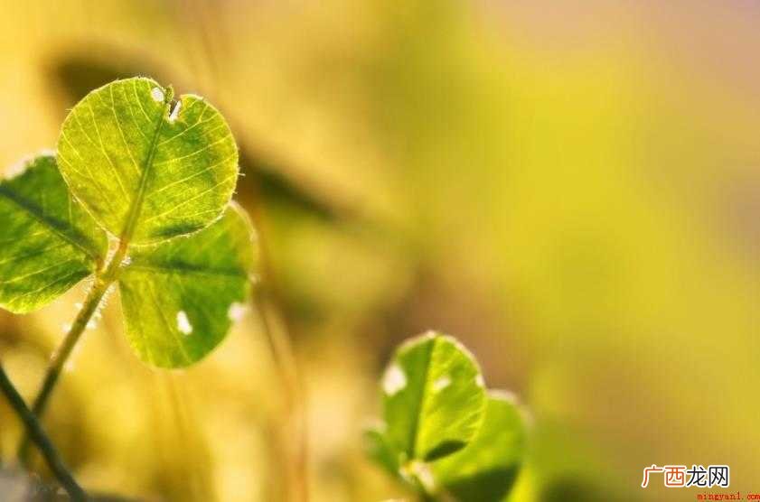 明确,汉语词汇,拼音míng qu,解释为清晰明白而确定不移